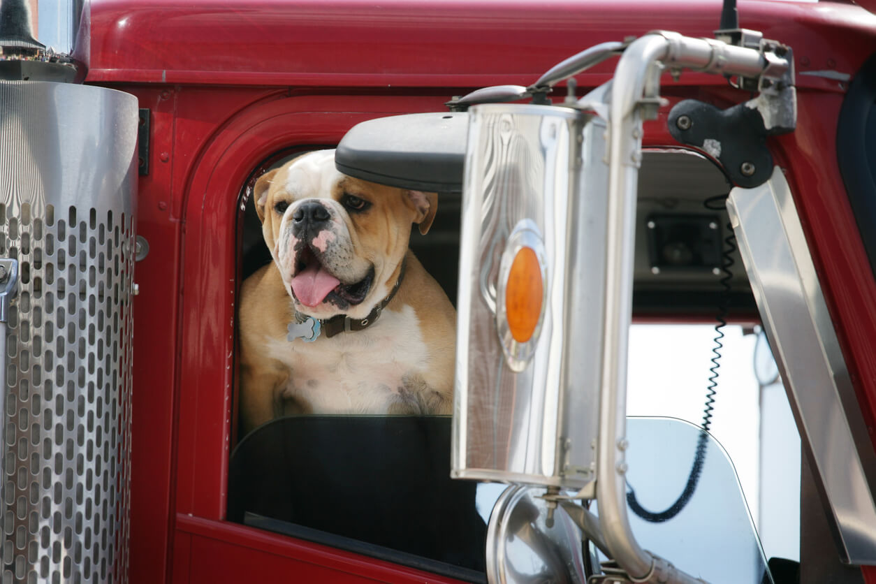 Benefits Of Dogs In Semi-Trucks